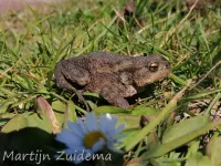 Gewone pad [Bufo bufo]